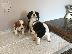 PoulaTo: Βασιλιάς Charles Cavalier Pups